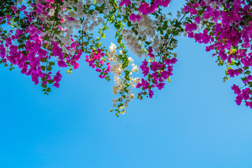 pink flowers under the blue sky, antalya flowers, beautiful plants