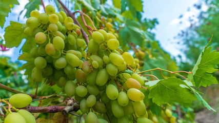 a green grapes close up