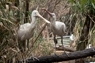 two yellow spoonbills are mating