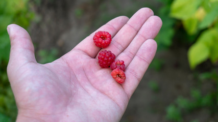 raspberry on the palm close up