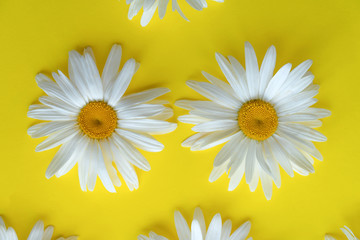 Two large daisies on a yellow background. Daisies close up. Texture, background.