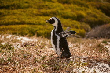 Fototapeta premium penguin in beach