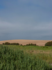 Westcoast Ireland  field of grain