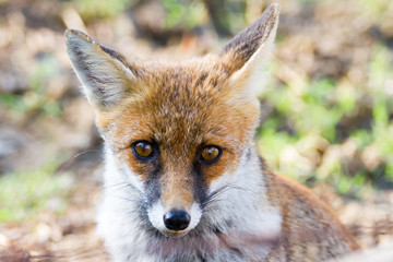 Naklejka na ściany i meble Alberese (Gr), Italy, fox close up in the maremma country, Italy