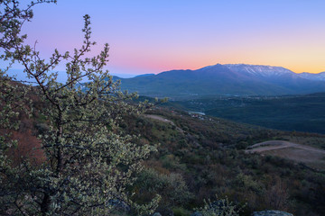 spring evening in the mountains and flowering bush in the foreground