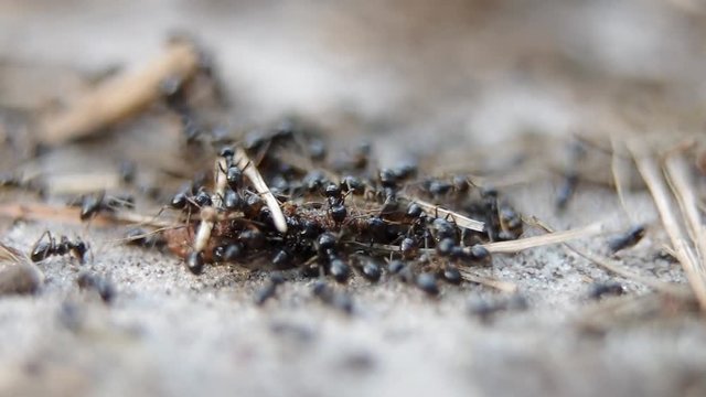 Black forest ants swarm and eat earthworm. Macro daylight shot in a natural habitat. Europe, Ukraine, Kyiv