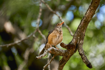 bird in branch
