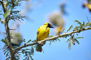 yellow bird in branch