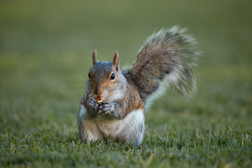squirrel