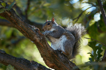 squirrel in tree