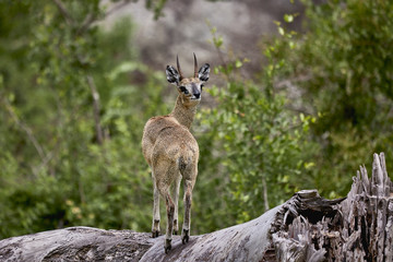 goat looking at camera