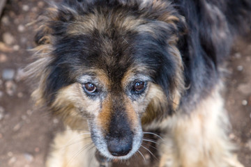 shaggy face of a yard dog