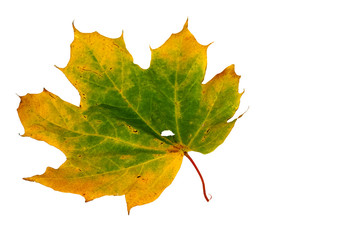 Yellow-green maple leaf close-up isolated