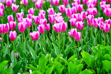 White-pink tulips on a sunny day on a green background. Concept Spring
