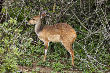 impala