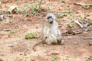 monkey looking at camera