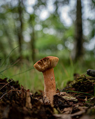 Mushroom bokeh