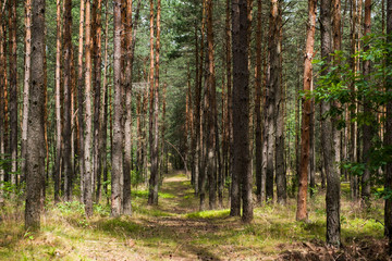 Obraz premium LAS W MIROWIE