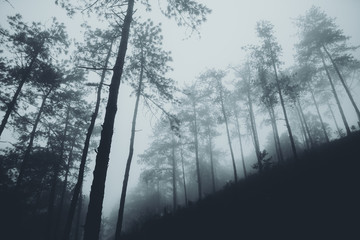 Obraz premium In the mist and rain forest, darkness