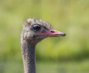 ostrich head close up 