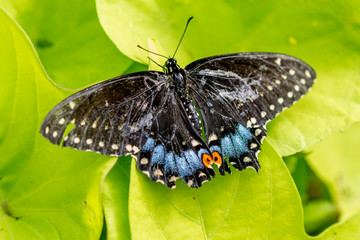 black swallowtail butterfly on a green leaf
