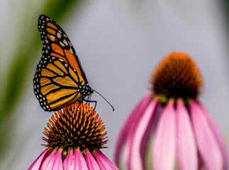 monarch butterfly on an echinacea or cone flower 