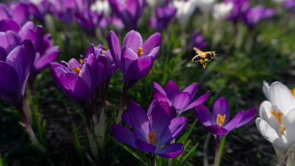 Fototapeta premium Purple flower with bee