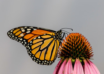 monarch butterfly on an echinacea or cone flower 
