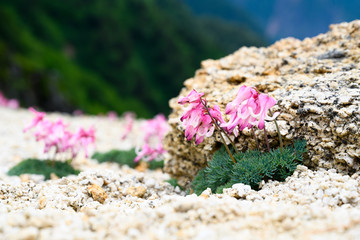高原の可憐な植物