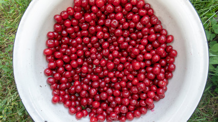 a red cherry closeup