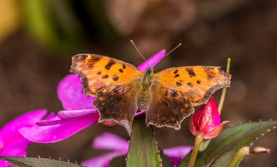 eastern comma butterfly on a beautiful butterfly 