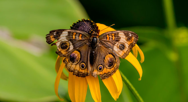 common buckeye butterfly on a black eyed susan