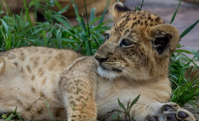 lion cub laying down 
