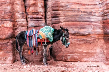 Keuken foto achterwand Bedoeïenen ezel met zadel © Volodymyr Shevchuk