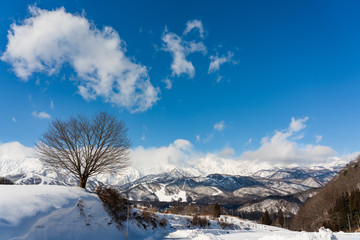 桜の木と白馬岳