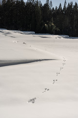 棚田についたうさぎの足跡