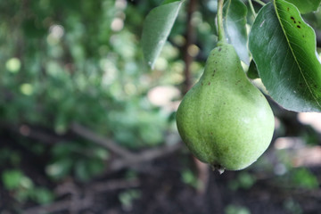 green pears on a tree