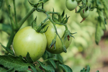 green tomato on a branch
