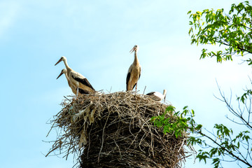 A family of four storks in a nest among trees against a blue sky.