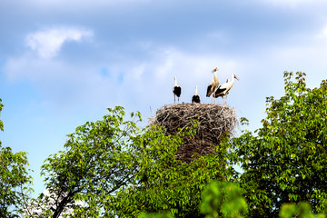 Family of storks in a nest among  trees against the blue sky.
