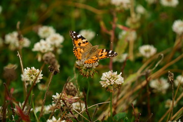 シロツメクサと蛾
