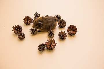 Funny guinea pig between a pine cone