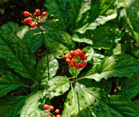 Wild ginseng with berries. A close up of the most famous medicinal plant ginseng (Panax ginseng)....