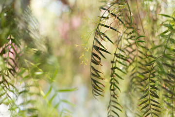 Weeping willow - Salix babylonica