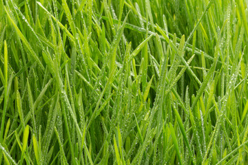 Fototapeta na wymiar Fresh green grass with water drops. Nature Background