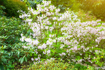 Obraz na płótnie Canvas Blooming tree outdoors. Beautiful spring blossom.