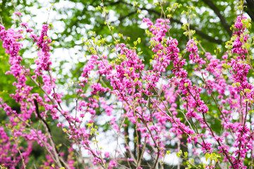 Blooming tree outdoors. Beautiful spring blossom.