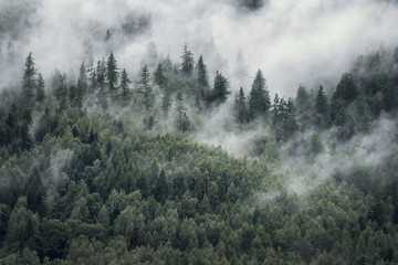Drzewa w porannej mgle. Widok na mglisty las. - 281037798