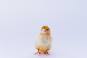 baby chicken isolated on white background rhode island red
