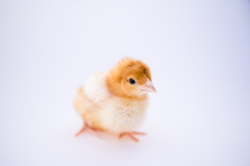 baby chicken isolated on white background rhode island red